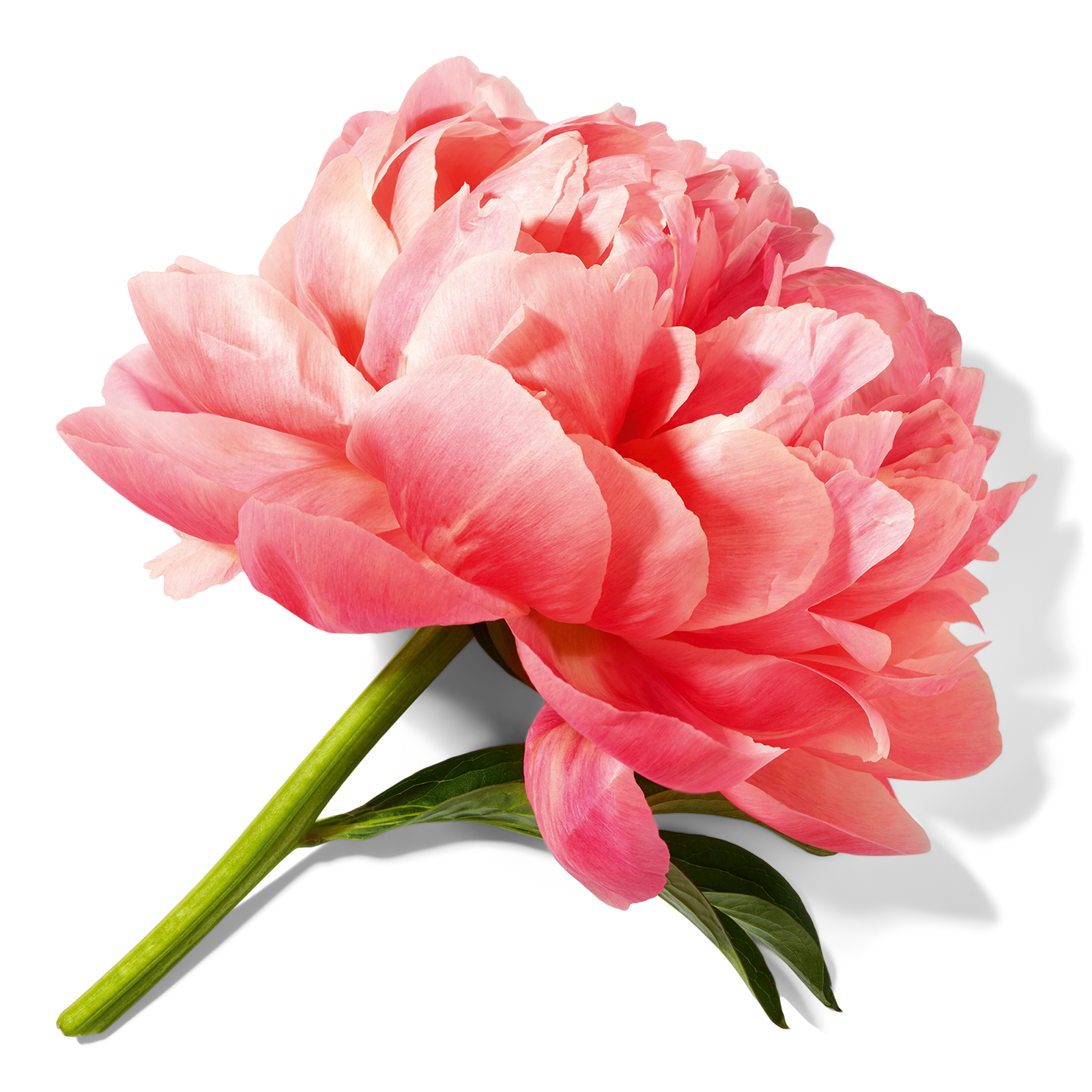 Miracle Eau de Parfum