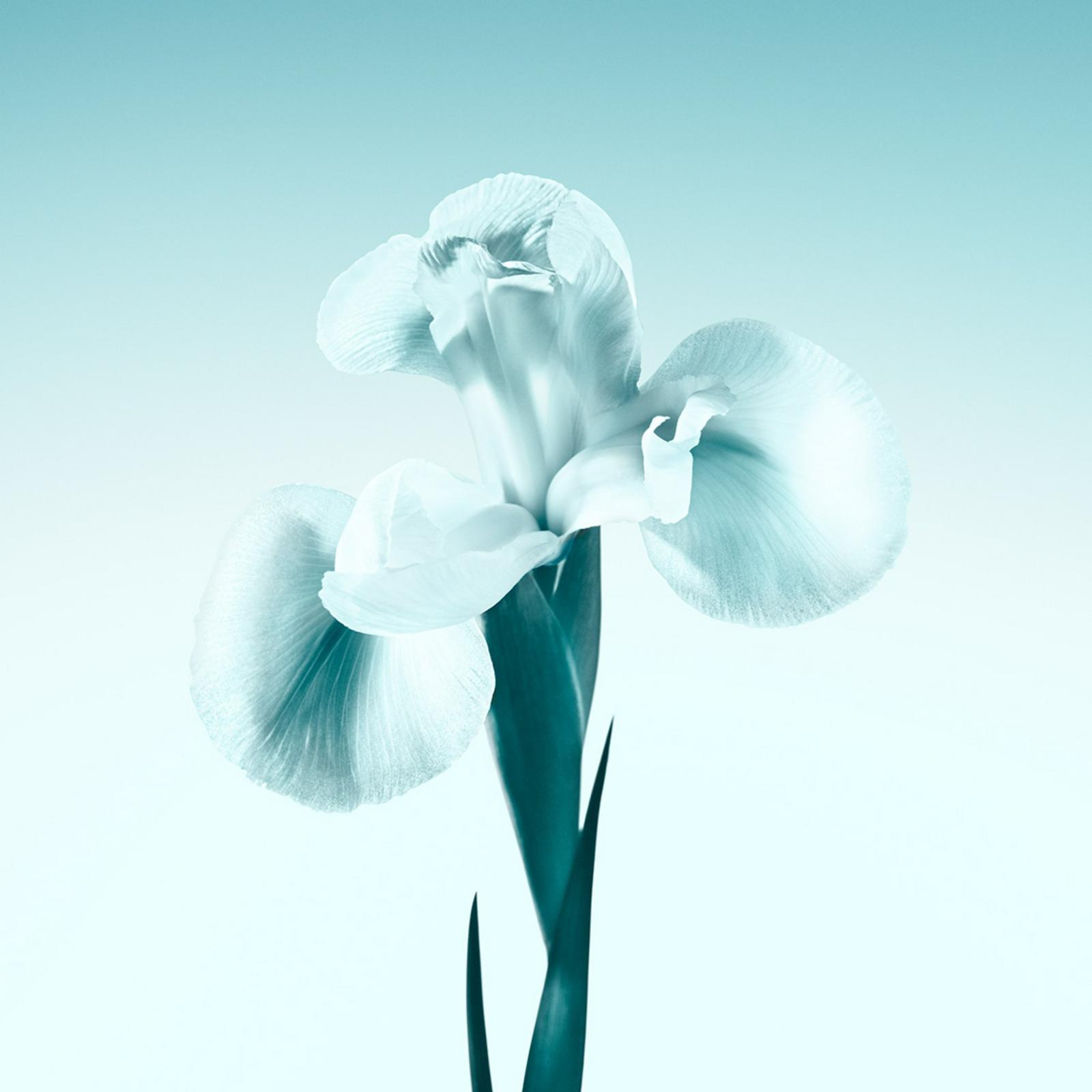 Tiffany Eau de Parfum