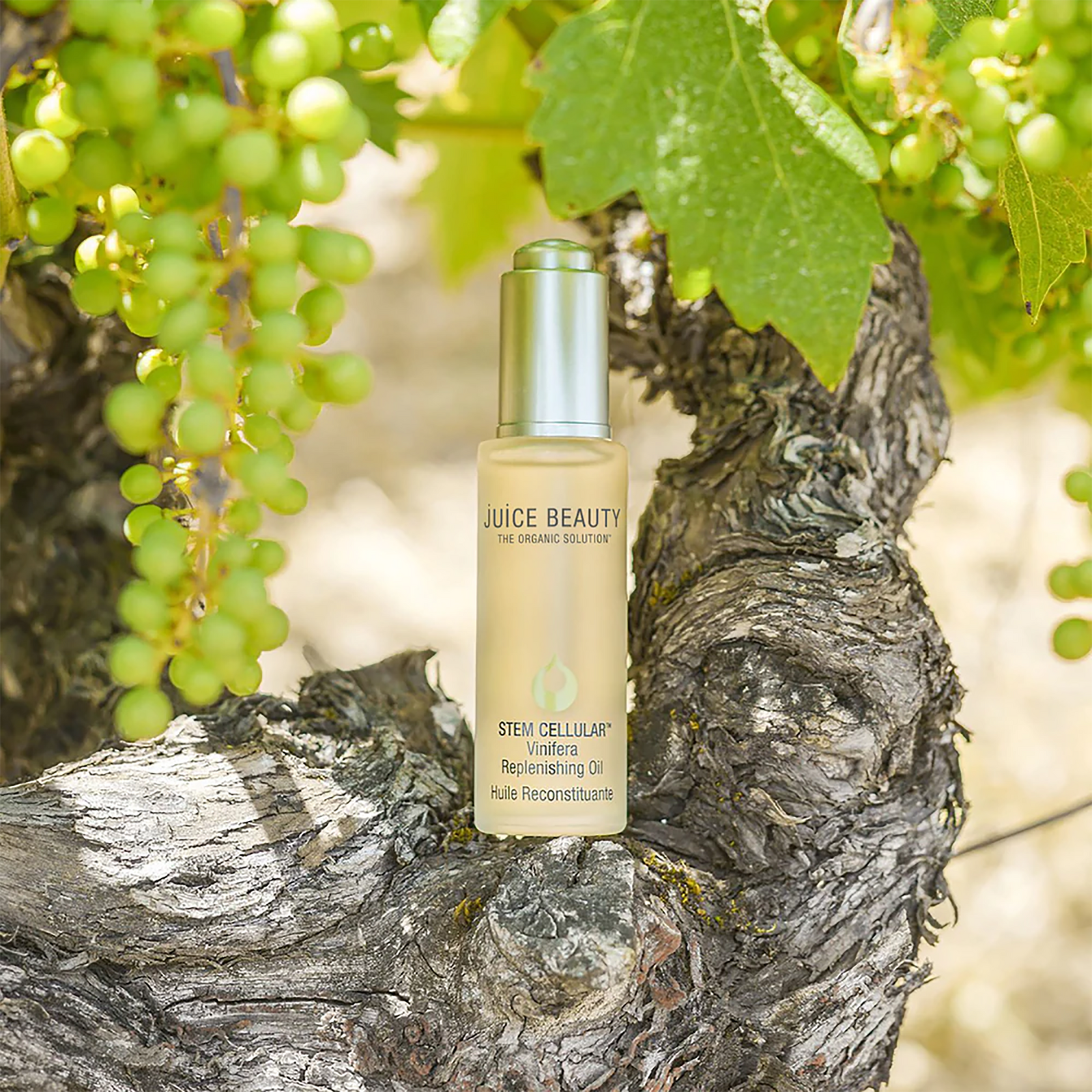 STEM CELLULAR Vinifera Replenishing Oil