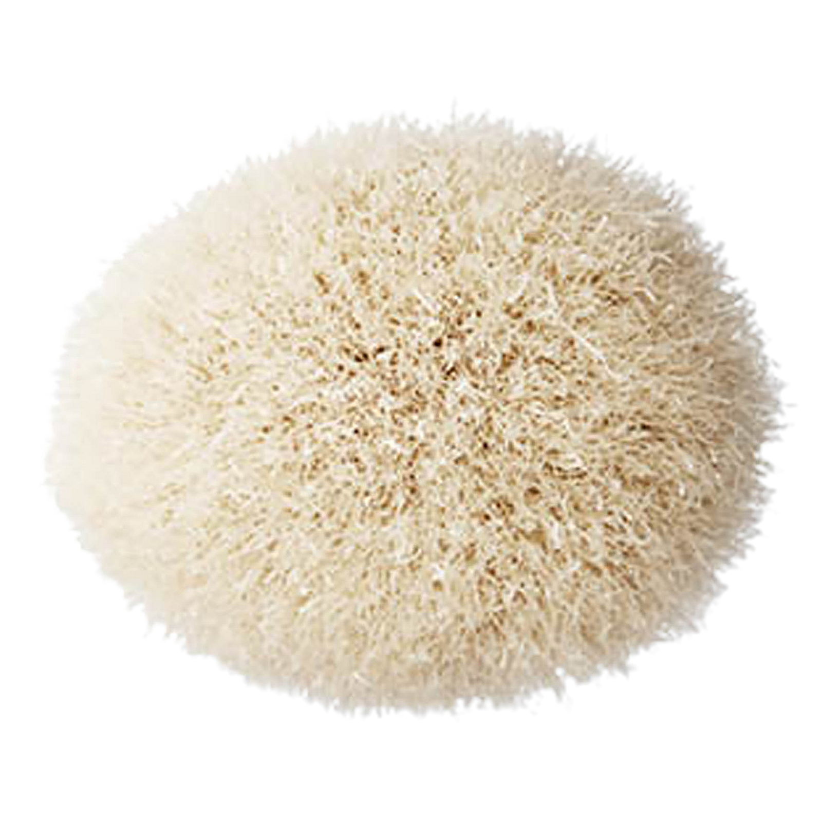 168 Synthetic Large Angled Contour Brush