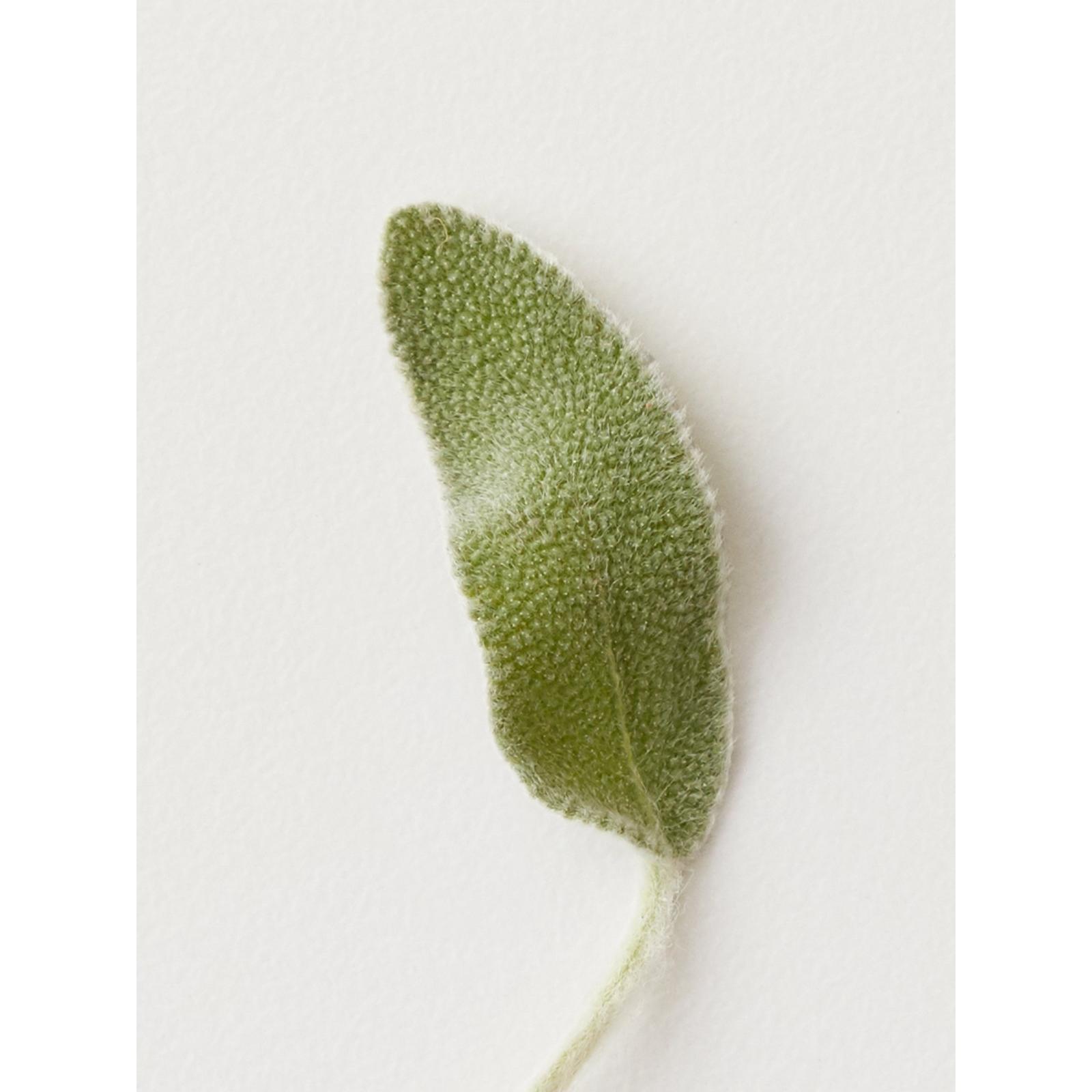 Conditioning Mist Detangling Spray