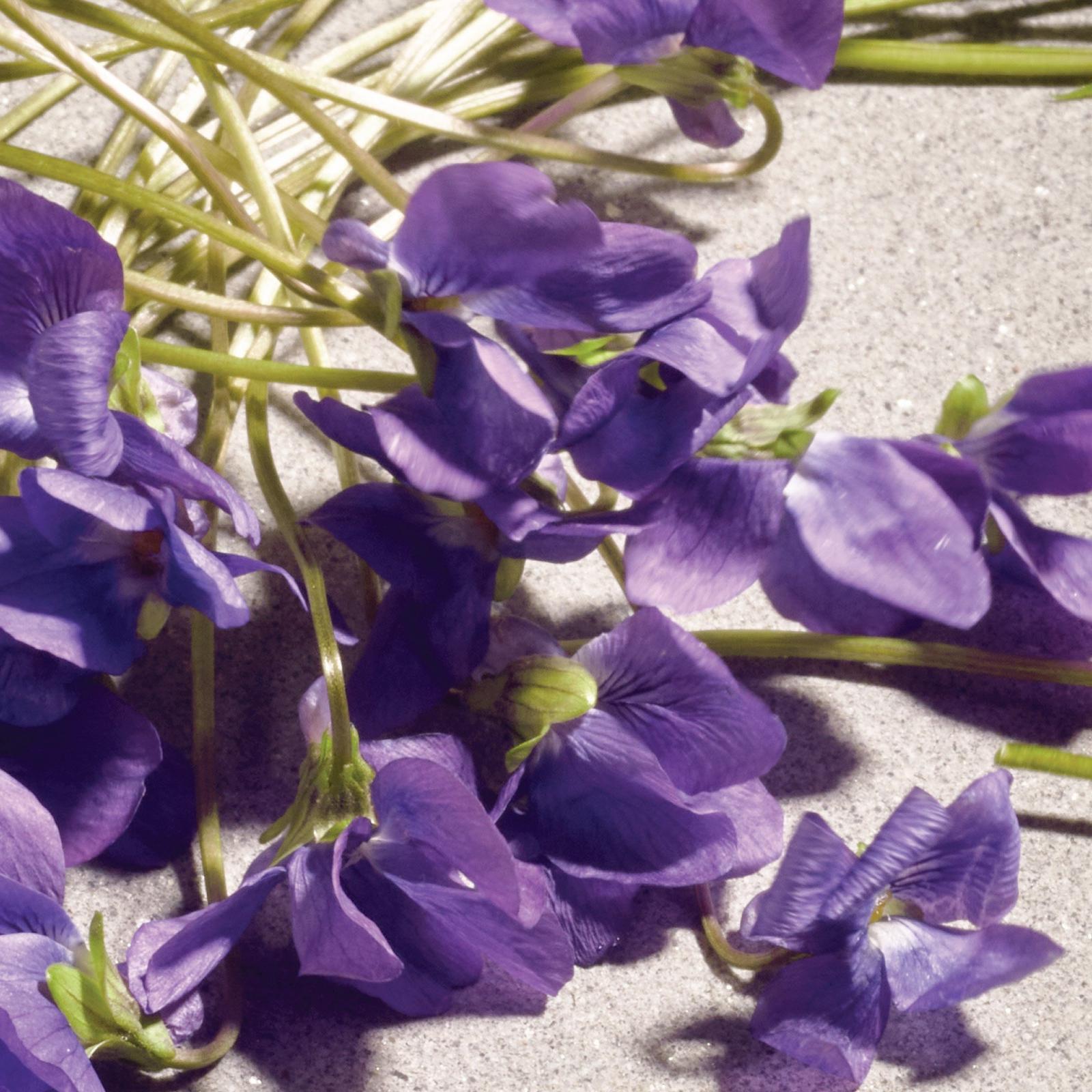 Dolce Violet Eau de Toilette