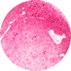 Raspberry