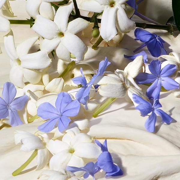 Dolce Azul Jazmín Perfume 5