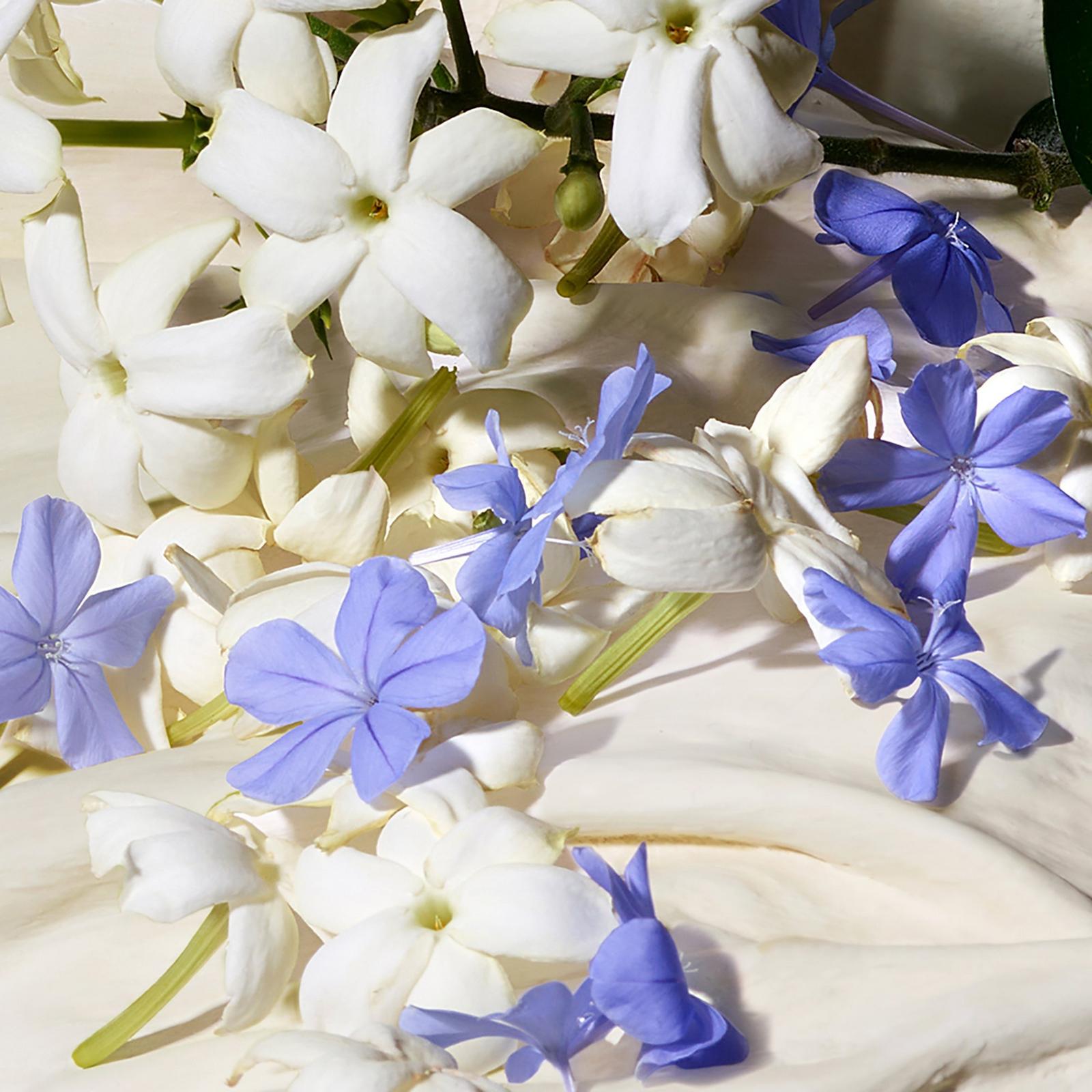 Dolce Blue Jasmine Eau de Parfum Travel Spray