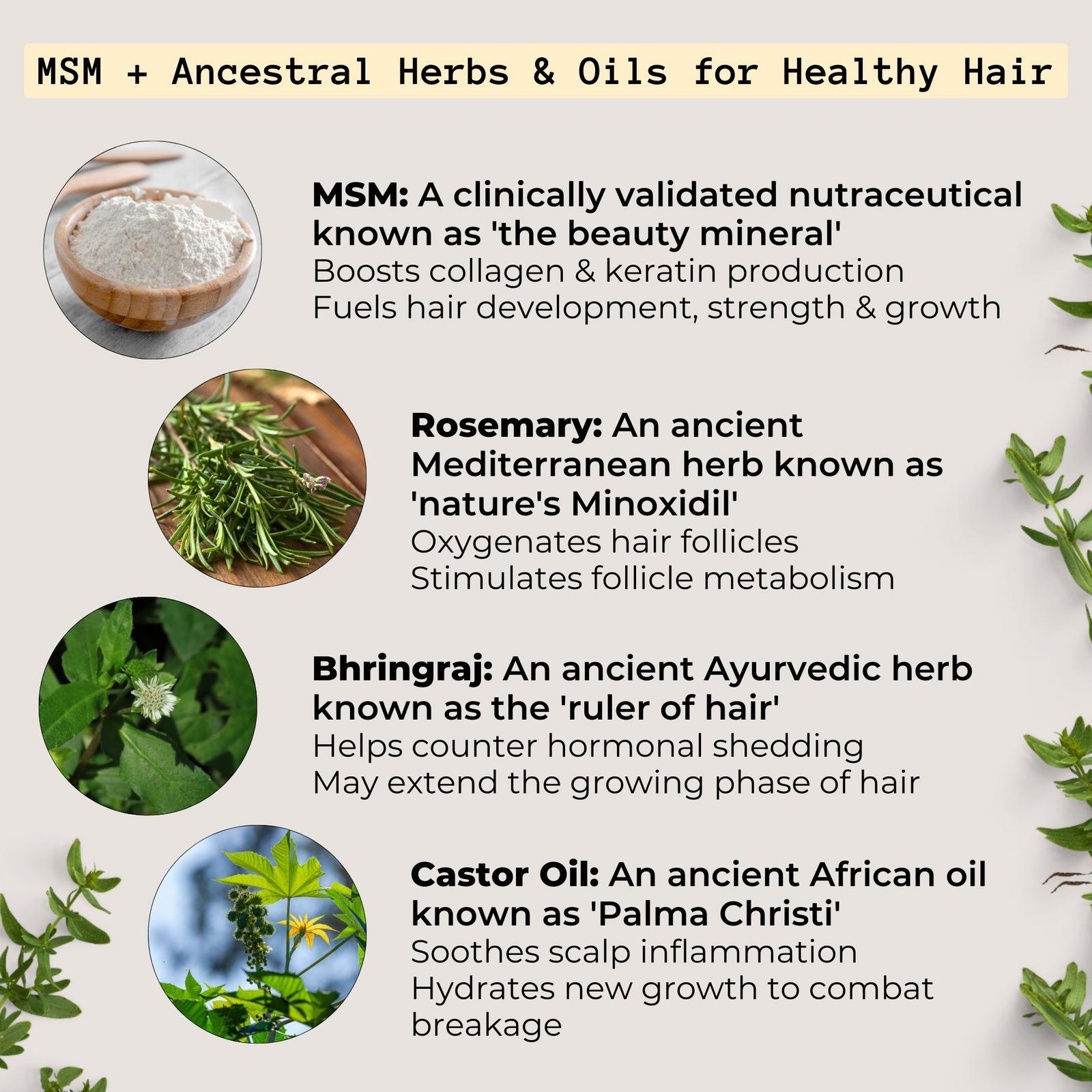 MSM + ROSEMARY Scalp Nutrients Balm