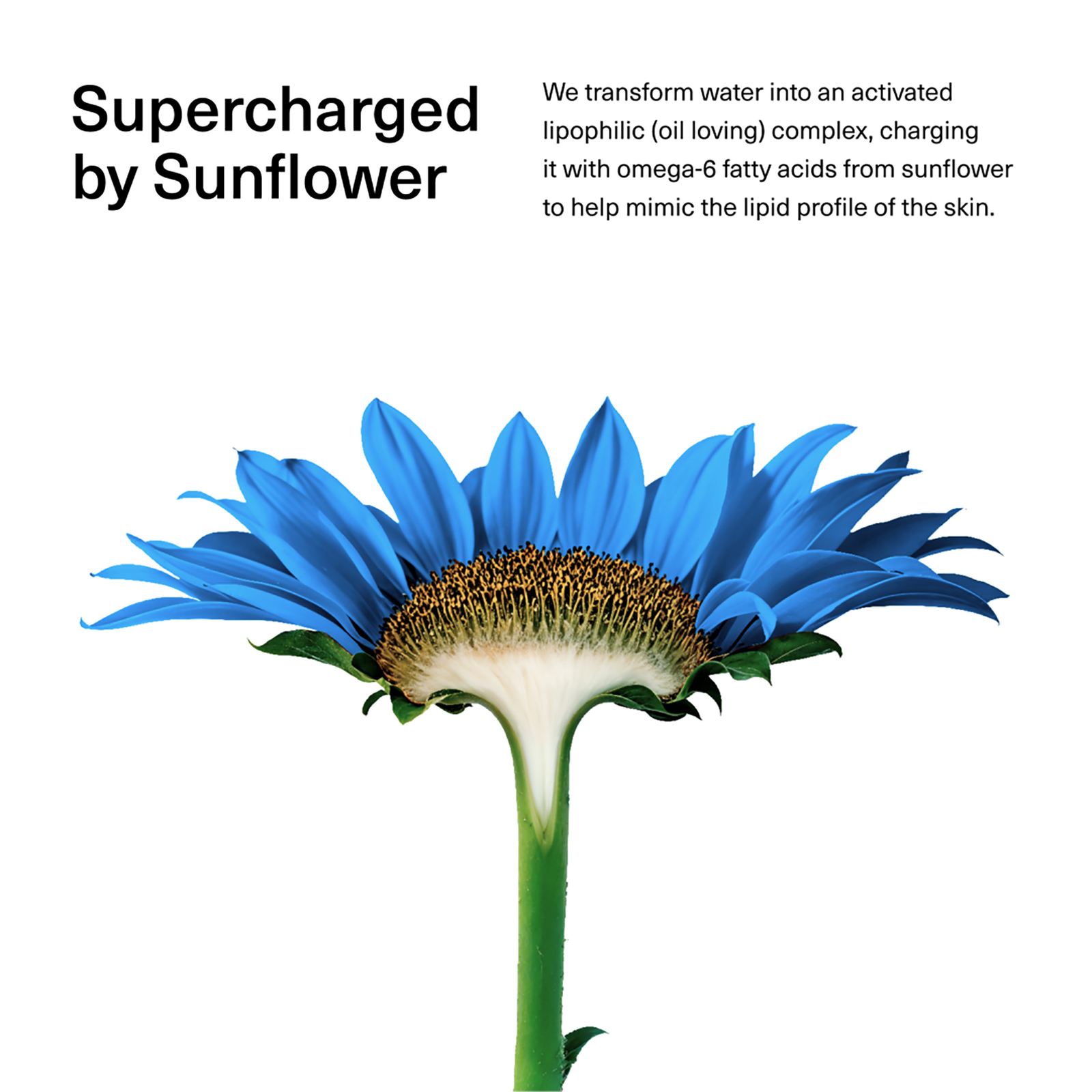 Triple Lipid 2.0% + Sunflower Hydrating Moisturizer