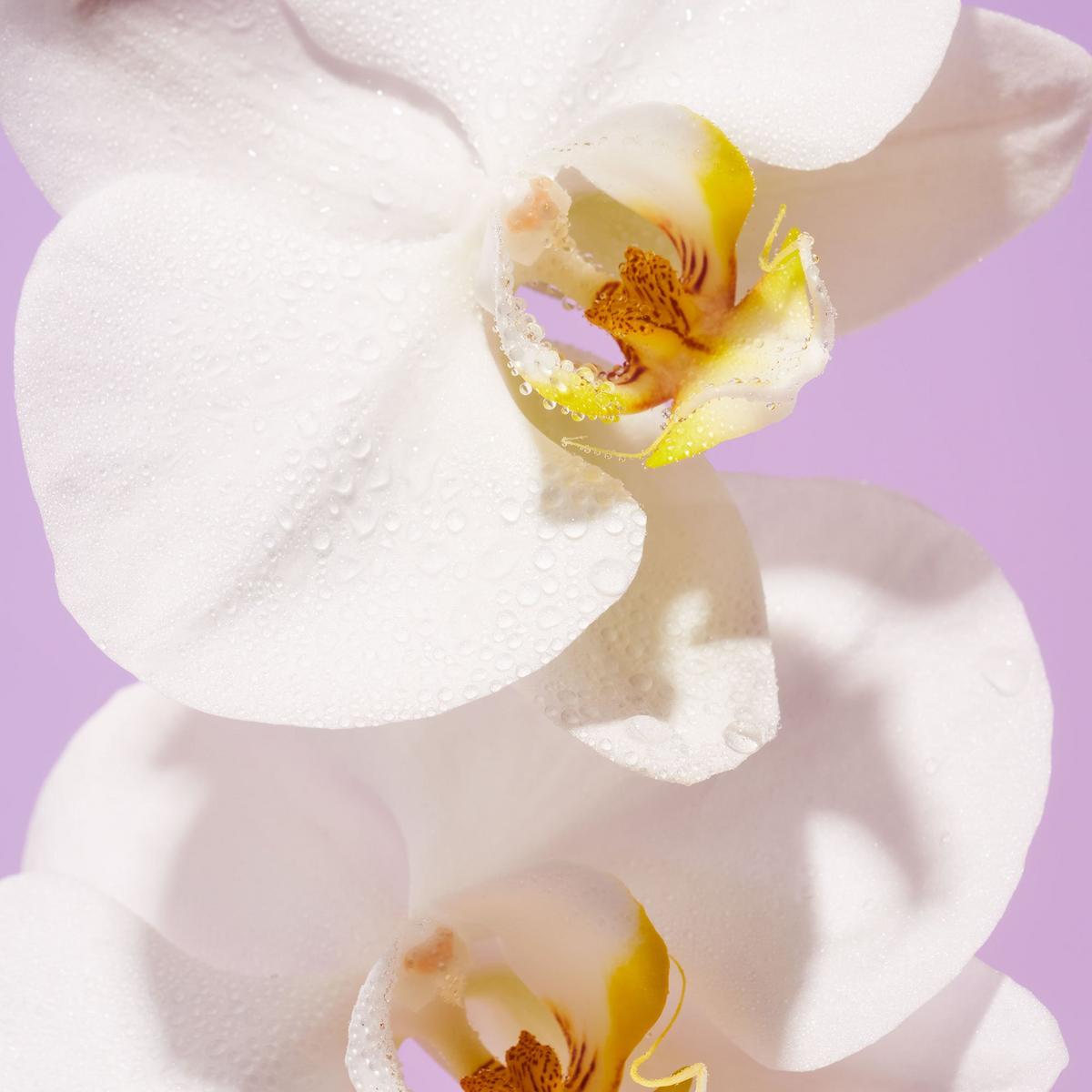 Body Wash - Island Orchid