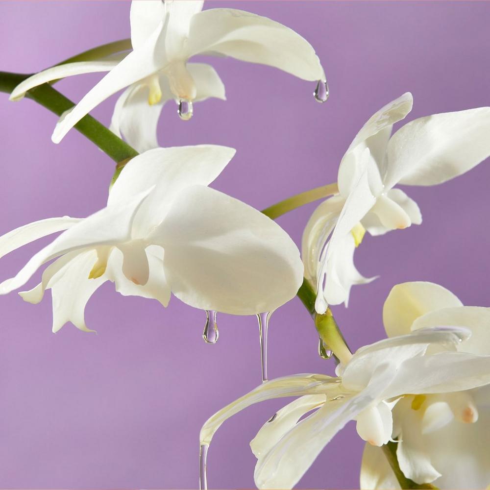 Nourishing Body Oil - Island Orchid