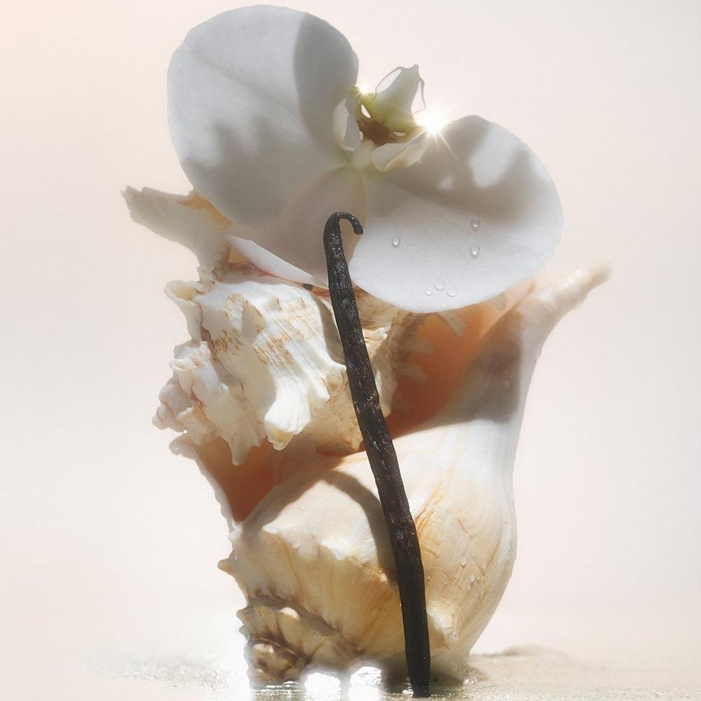 Nourishing Body Oil - Salt Water Vanilla