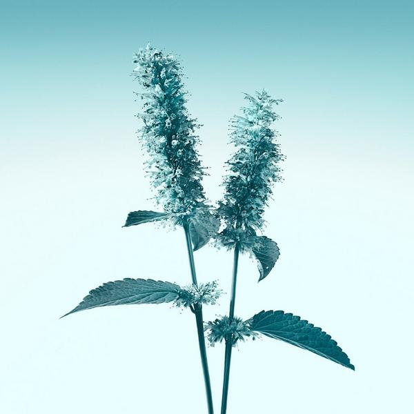 Tiffany & Co. Tiffany Eau de Parfum 3-Piece Gift Set #4