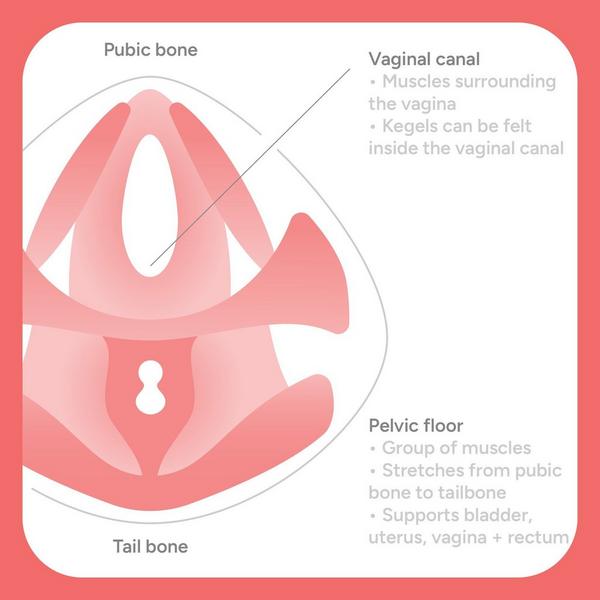 Smile Makers Pelvic Partner Pelvic Floor Trainer #5