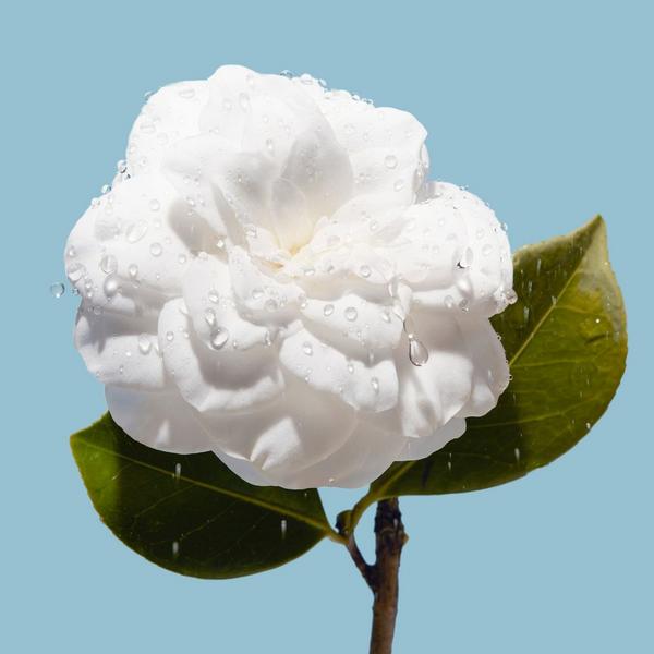 CHANEL Hydra Beauty Micro Gel Crème #7