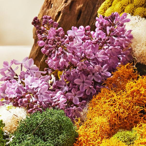 APOTHEKE White Vetiver Reed Diffuser Liquid Refill #5