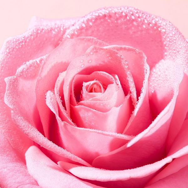 Nuxe Very Rose Hand and Nail Cream #3