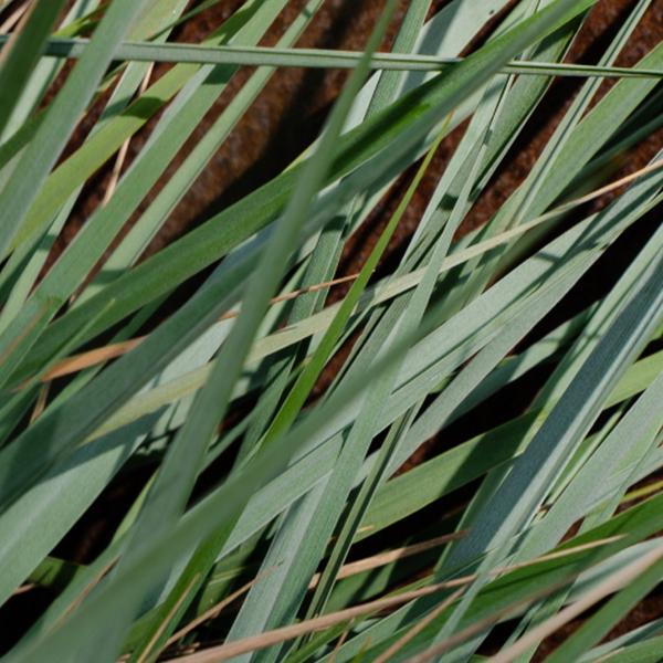 APOTHEKE White Vetiver Room Spray #4