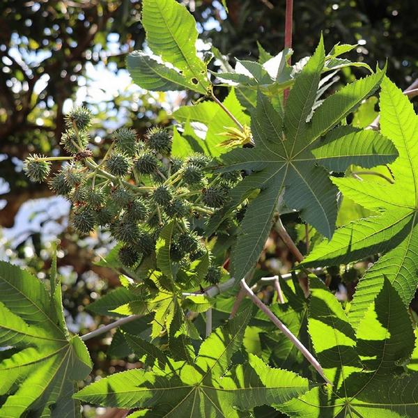 EvasHair Haitian Black Castor Oil #3